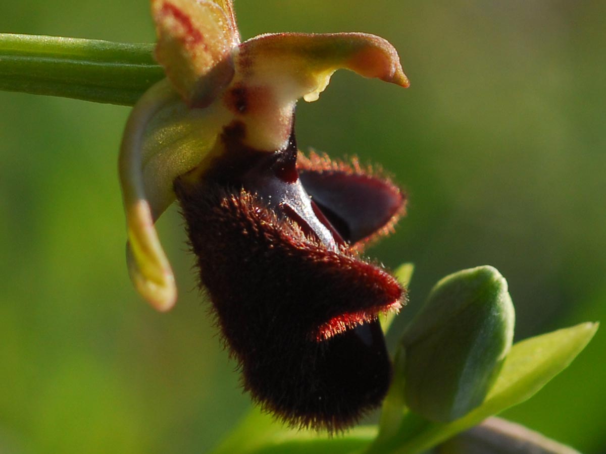 Blüte seitlich